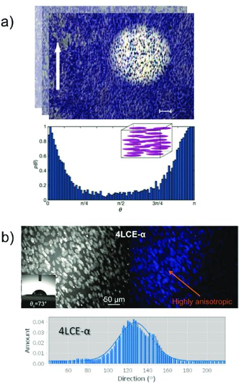 A Optical Image Of Myoblast C C Alignment On Planar Homogenous