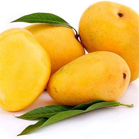 light yellow organic ratnagiri hapoos mango  direct consumption