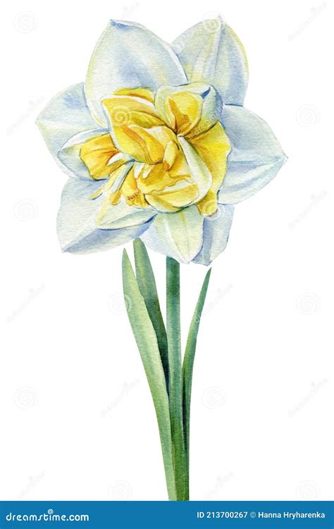 Watercolor Flower Daffodil on Isolated White Background, Botanical ...