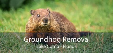 Groundhog Removal In Lake Como Groundhog Removal Service Near Me