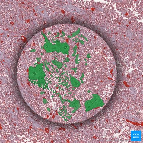 Chorionic Plate Histology