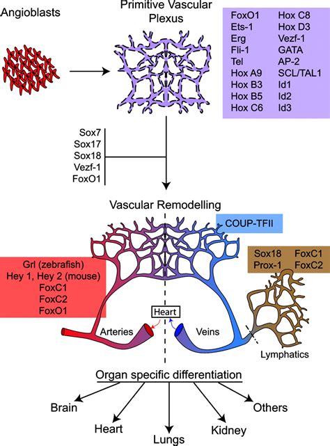 The Role Of Wnt Signaling In Physiological And Pathological