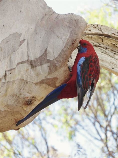 Crimson Rosella Mt Ainslie Nature Reserve Canberra Flickr