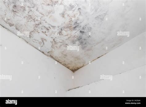 Water and mold stain on the home ceiling Stock Photo - Alamy