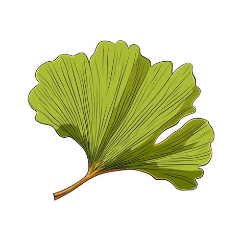 Premium Vector Hand Drawn Flat Color Ginkgo Leaf Illustration