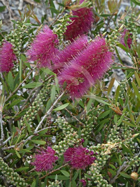 Callistemon Mauve Mist Mauve Mist Bottlebrush Information And Photos