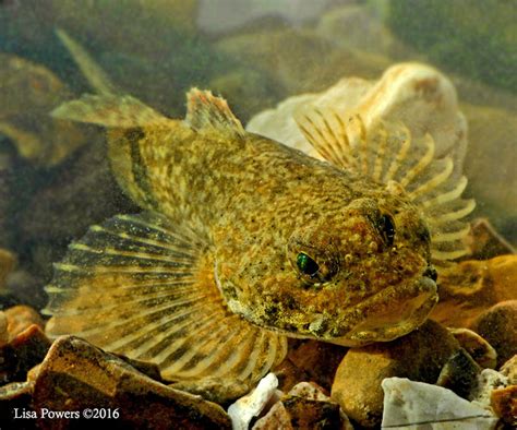 Banded Sculpin Project Noah