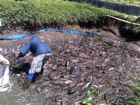 Cara Ternak Lele Pembuatan Kolam Benih Ikan Pakan And Masa Panen