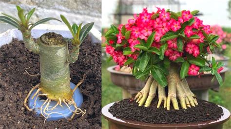 Cómo cultivar y cuidar la Rosa del Desierto Abuela En La Cocina