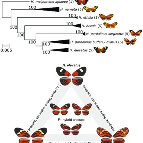 Reproductive Isolation Ri Caused By Different Traits For Each Taxon Download Scientific