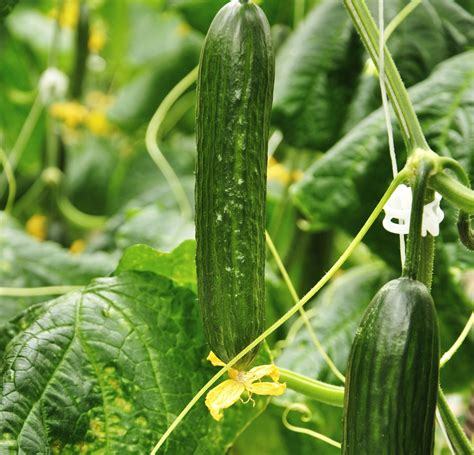 Growing Cucumbers In A Greenhouse Can Result In A Bumper Crop Of