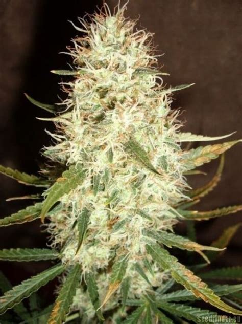 Galerie Des Vari T S Special Queen Royal Queen Seeds Pic