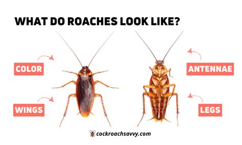 12 Bugs That Look Like Cockroaches Careful Of These Crawlers