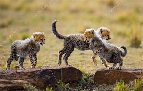 Playing cubs Cheetah — Stock Photo © GUDKOVANDREY #96097116