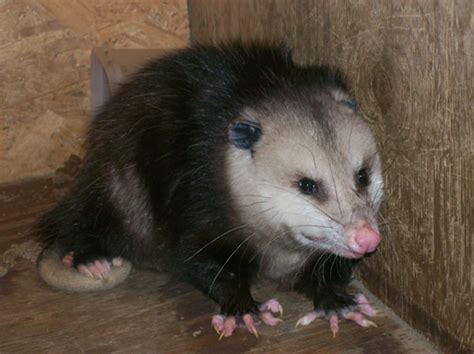 How to Get Rid of Possum Problems