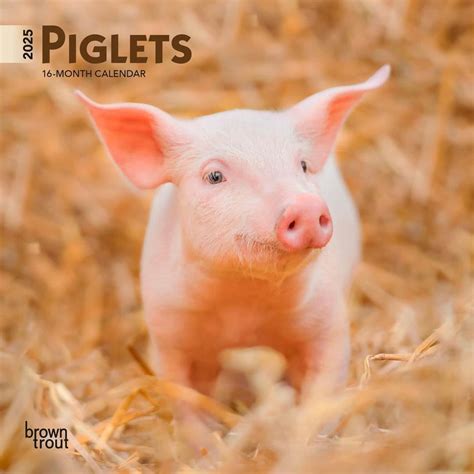 Piglet Calendar 2025 Janice Carmencita