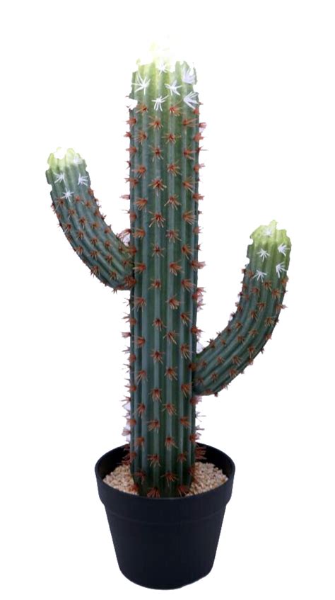 saguaro cactus cnr silkplants