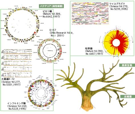 Special Story ゲノム分析からわかってきた生命現象の基本と多様性 Jt生命誌研究館