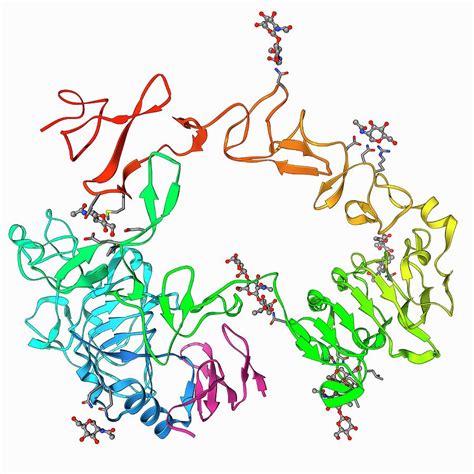 Epidermal Growth Factor And Receptor By Laguna Design Science Photo