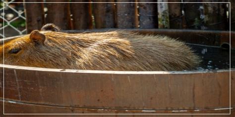 How To Properly Bathe A Capybara At Home [Vet Tips]