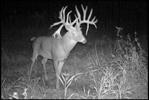 Top 5 Wireless Game Cameras Best Trail Camera With Cellular