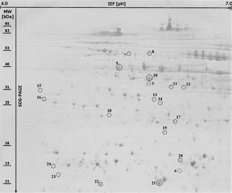 De Protein Map Of Mature Rye Grain From Recombinant Inbred Lines