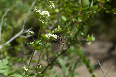 Skippers In June By Moses Michelsohn Inaturalist