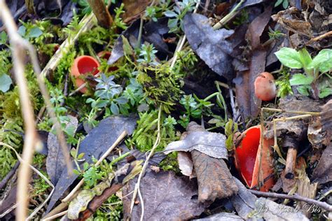 Foto Grzyb Czarka Sarcoscypha