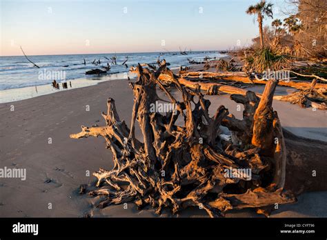 Sunrise Over Boneyard Beach On Bulls Island South Carolina Bulls