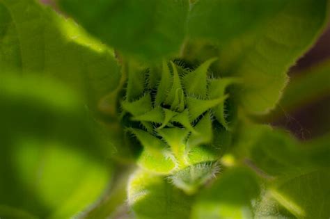 Premium Photo Close Up Of Green Plant