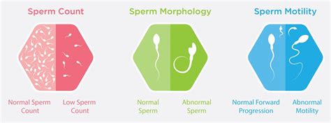 Fertility Abnormal Sperm Telegraph