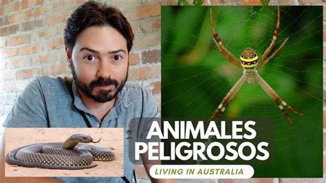 ¡encuentros Con Animales Peligrosos En Australia 🕷️ 🐍 Mis