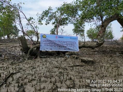 Pt Timah Tbk Lestarikan Ekosistem Kawasan Pesisir Dengan Restocking