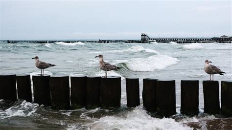 Seagulls Sitting On Wooden Groynes With Sea Waves Stock Video Video