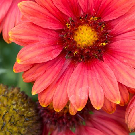 Szk Ka Bylin Dobrepole Gaillardia Aristata Arizona Red Shades