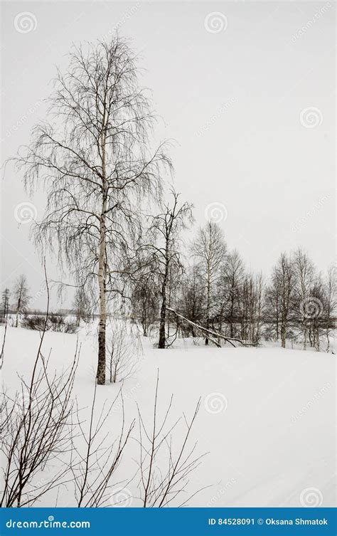 Winter Naked Birches In The White Meadow Covered Snow Stock Image Image Of Russia Branch