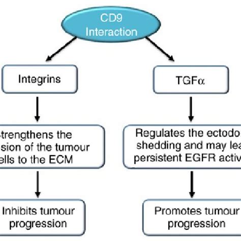 Structure Of Tetraspanin Cd It Has A Small And Large Extracellular