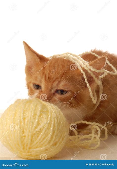 Kitten playing with yarn stock image. Image of mammal - 5935353