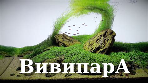 Волосатый аквариумный веник - Элеохарис вивипара - YouTube