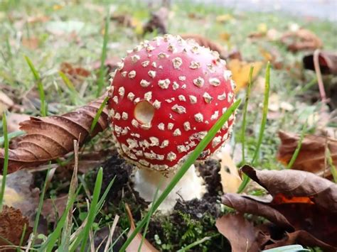 Amanita Muscaria Photography Software