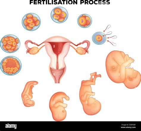 Proceso De Fertilización En Humanos Imagen Vector De Stock Alamy