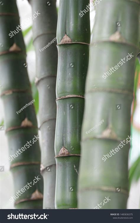 Close Buddhas Belly Bamboo Bambusa Ventricosa Stock Photo