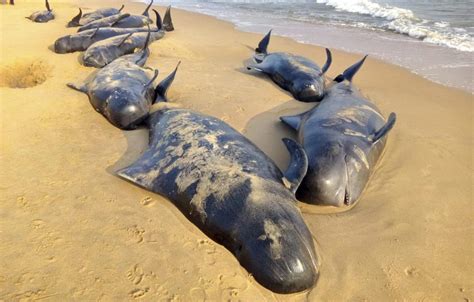 Unas Ballenas Aparecen Varadas Y La Mitad Mueren En Una Playa De