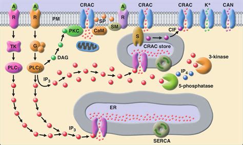 Store Operated Ca 2 Entry Some Of The Salient Features Of