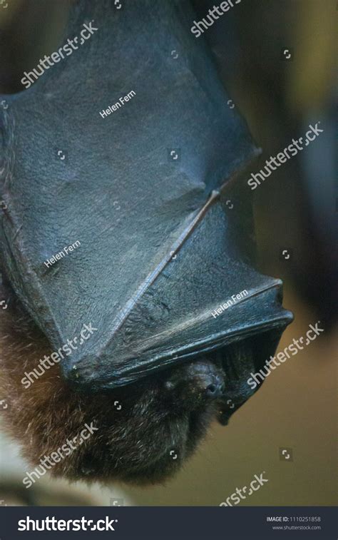 Hanging Bat Sleeping Upside Down Stock Photo 1110251858 | Shutterstock