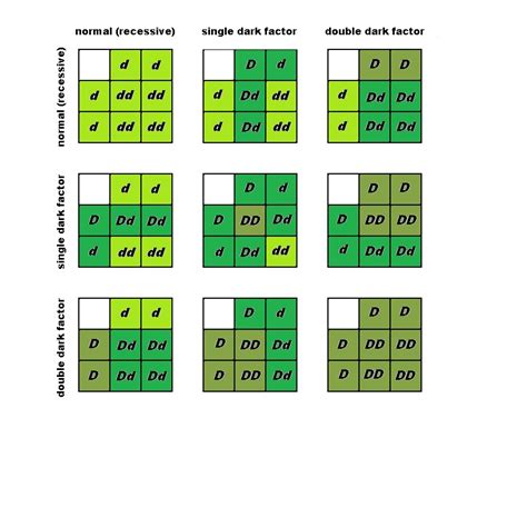 Budgie Parakeet Colors, Varieties, Mutations, Genetics