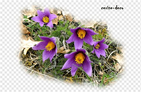 Landscape Flower Bouquet Nature Story Wildflower Flower Purple