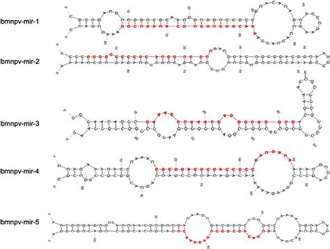 Secondary Structures Of Predicted Viral MiRNA Precursors Produced By