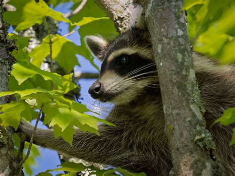 Judge to decide if raccoons deserve protection from cruelty