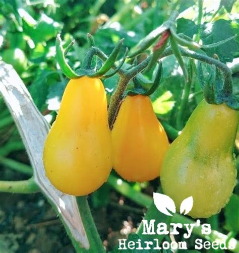 Yellow Pear Tomato – Mary's Heirloom Seeds